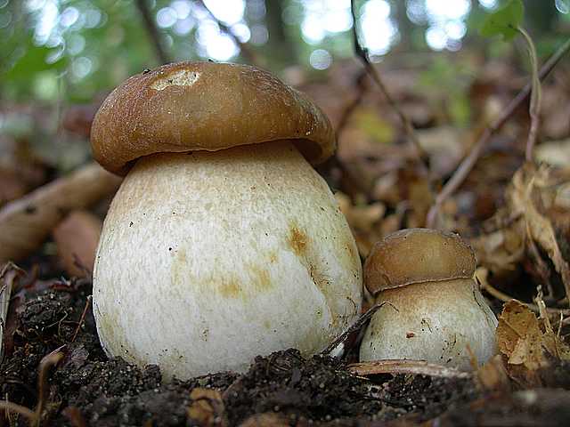 Le  meraviglie della foresta